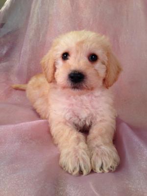 Male Apricot Schnoodle Puppy for sale #19 Born October 1, 2013 Looking for schnoodles for sale in California? Purebredpups ships to San Francisco, San Diego, Los Angeles, and More!